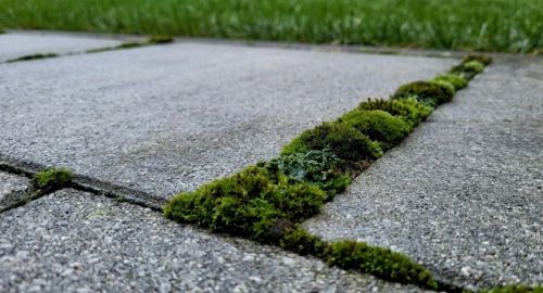 Kako odstraniti trdovraten mah s tlakovcev v okolici Maribora