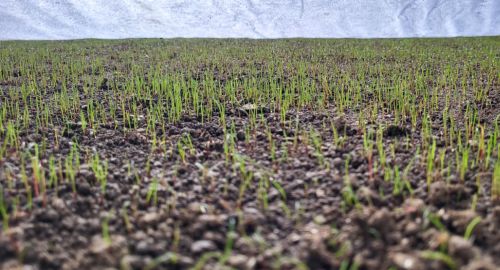 Sajenje trave jeseni - zakaj je zdaj pravi čas za novo zelenico